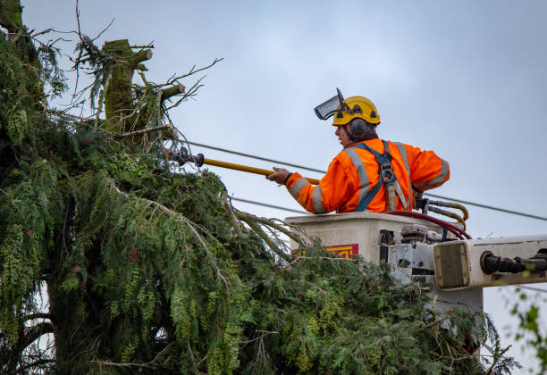 Best Storm Damage Tree Cleanup  in Montvale, NJ